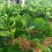 天仙醉草莓苗