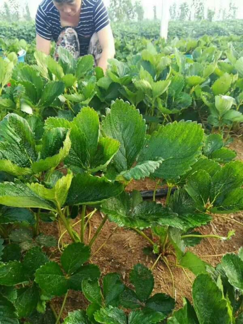 天仙醉草莓苗