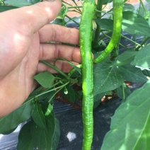 线椒15~20厘米中辣青的，红的