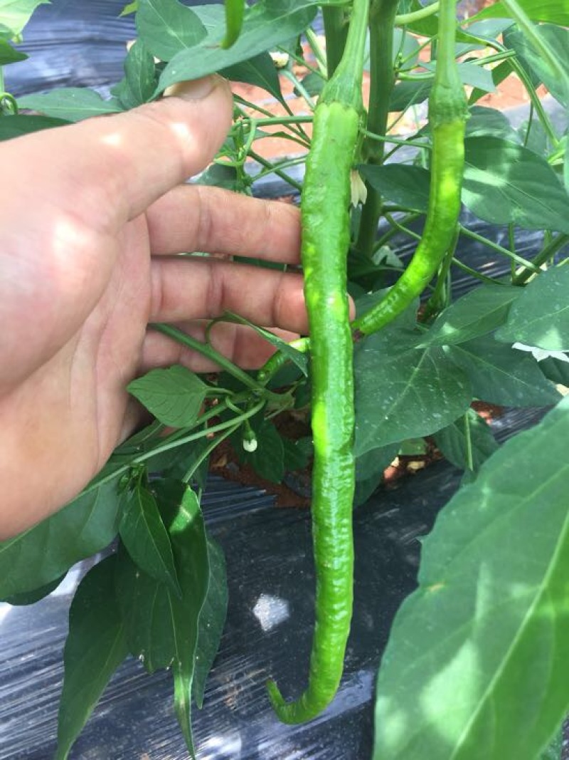 线椒15~20厘米中辣青的，红的