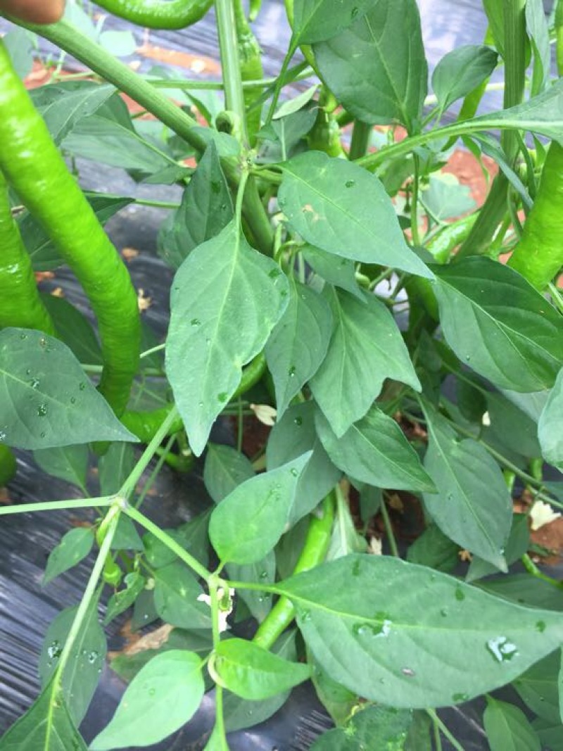 线椒15~20厘米中辣青的，红的