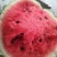 吉林洮南地雷西瓜🍉