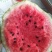 吉林洮南地雷西瓜🍉