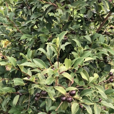 油茶果，油桐果