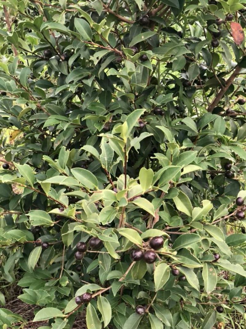 油茶果，油桐果