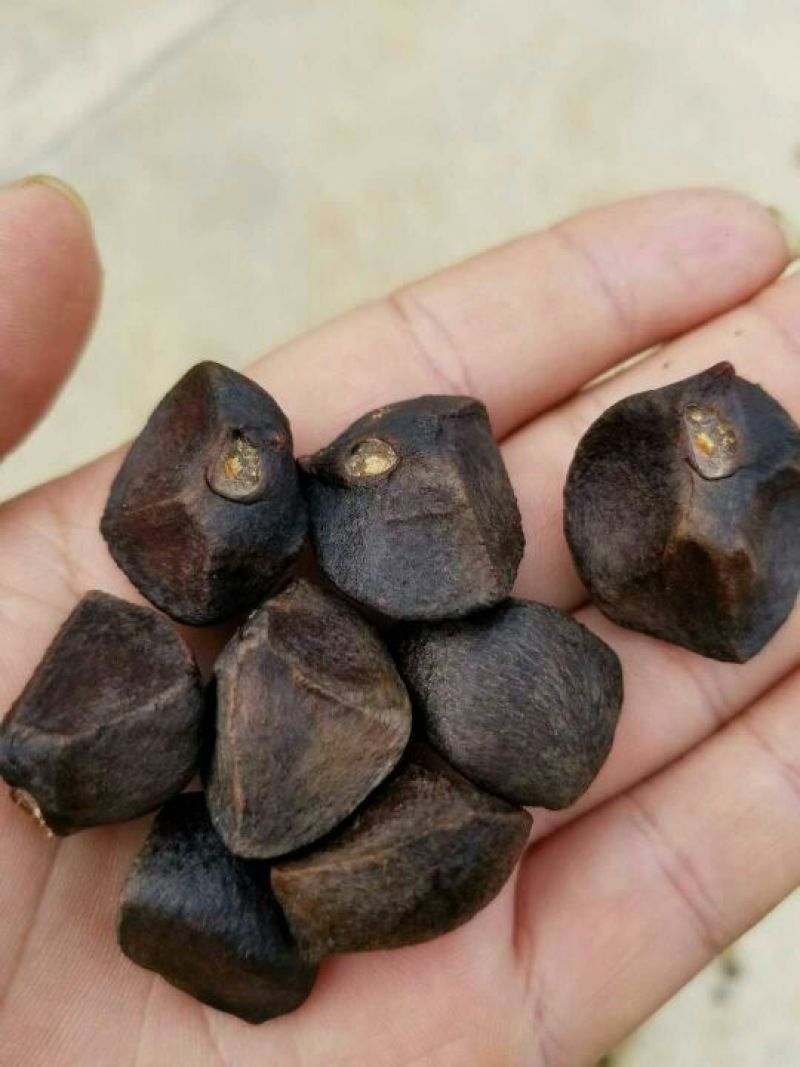 油茶果，油桐果