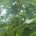 油茶果，油桐果