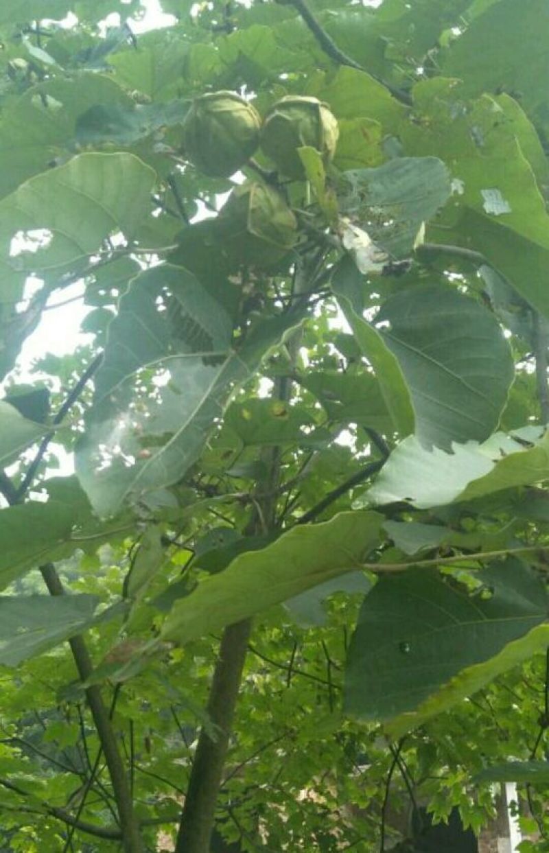 油茶果，油桐果