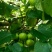 油茶果，油桐果
