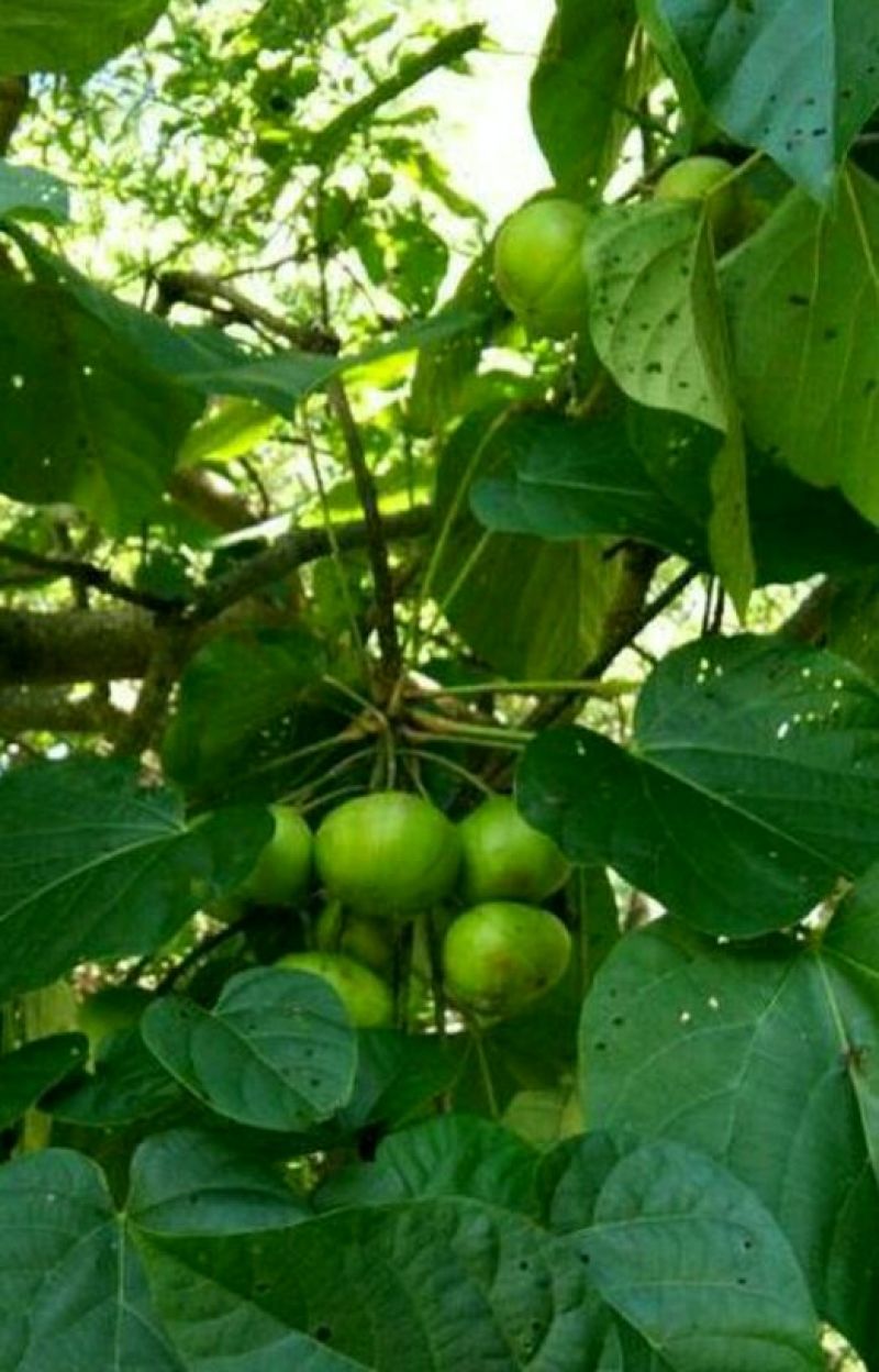 油茶果，油桐果