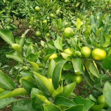 雁江区碑记镇