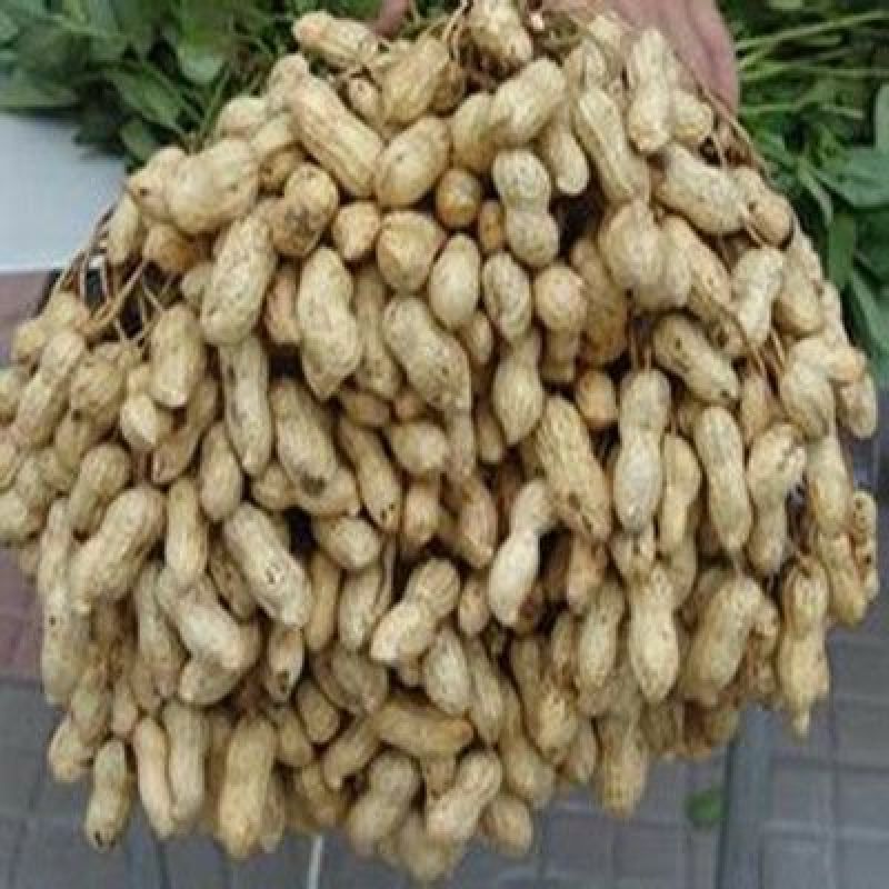 小白沙精选果，产地直发物美价廉，质量保证