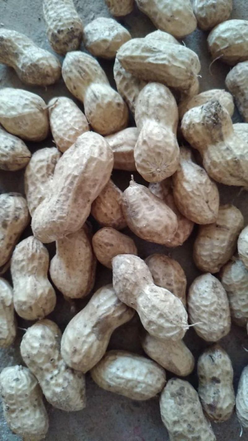 小白沙精选果，产地直发物美价廉，质量保证