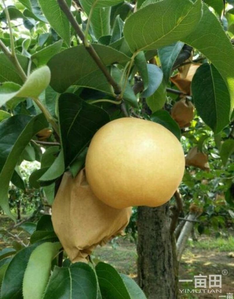黄金梨
