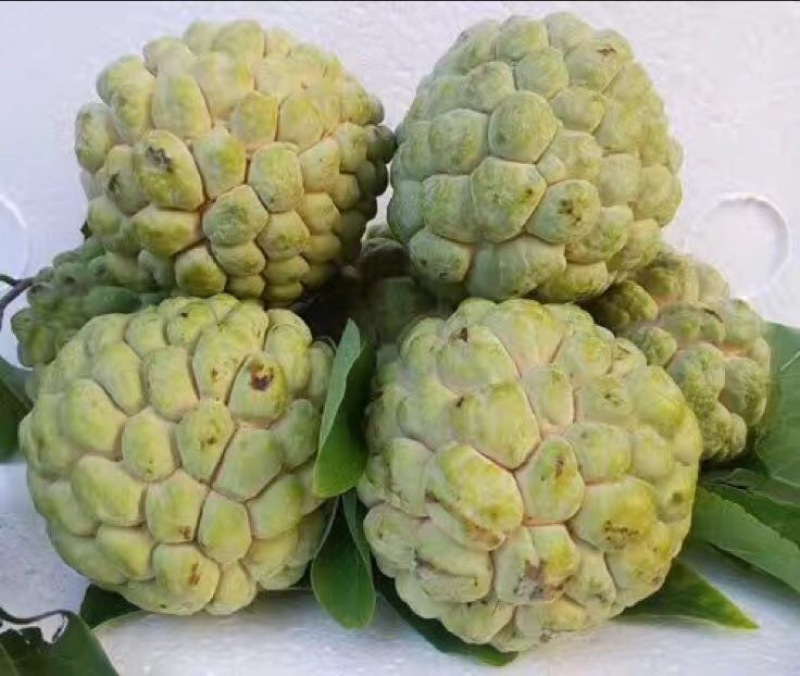 释迦一级150~200g
