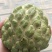 释迦一级150~200g