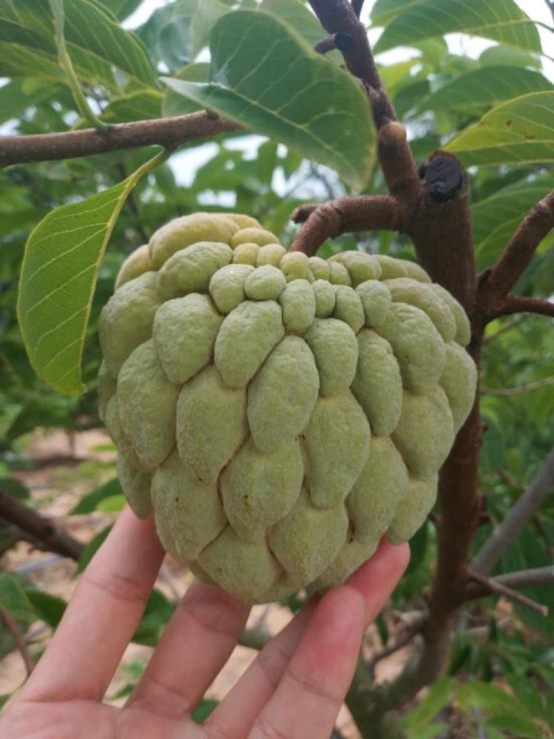 释迦一级150~200g
