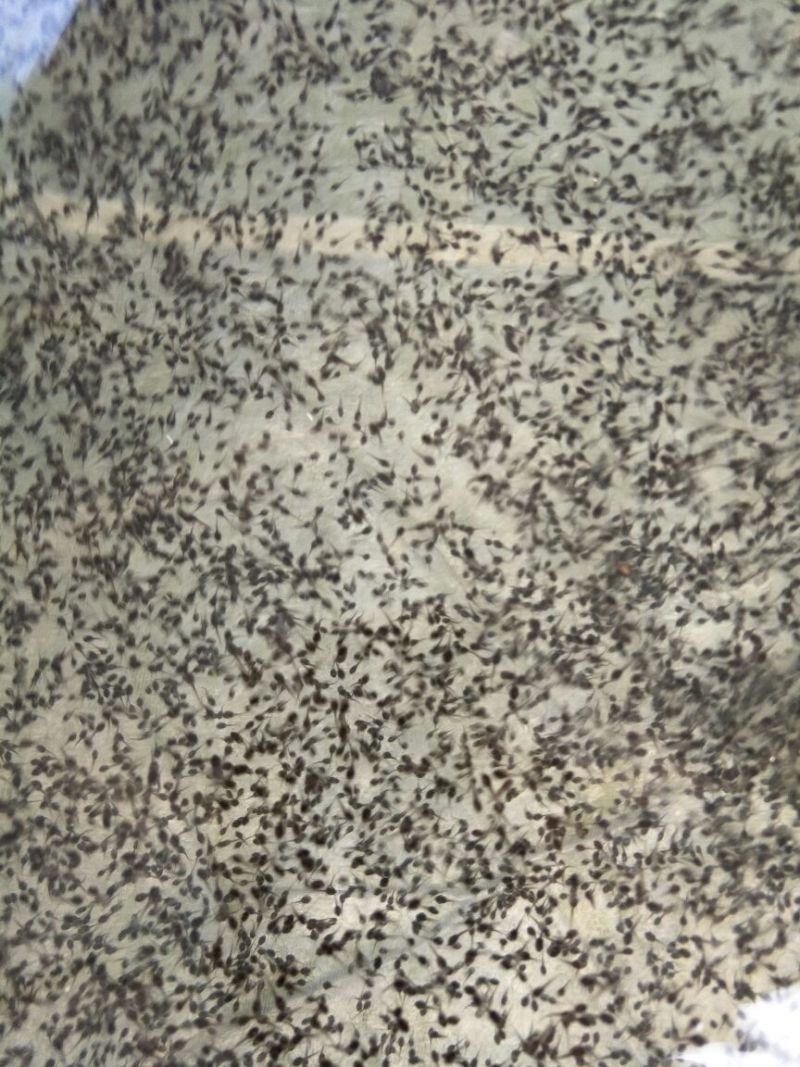 牛蛙蝌蚪苗大中小圆头苗量大价优供货、基地直销、一手货源、