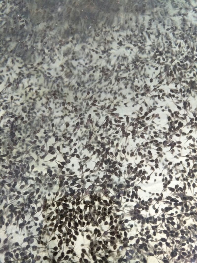 牛蛙蝌蚪苗大中小圆头苗量大价优供货、基地直销、一手货源、