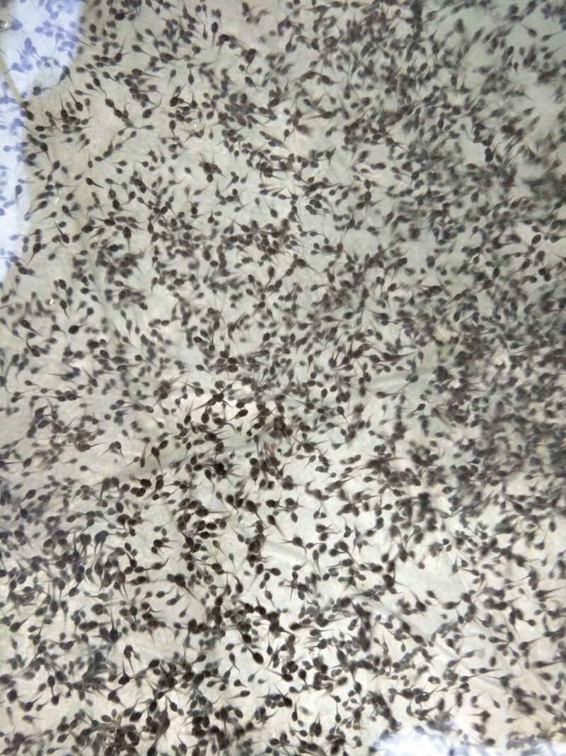 牛蛙蝌蚪苗大中小圆头苗量大价优供货、基地直销、一手货源、