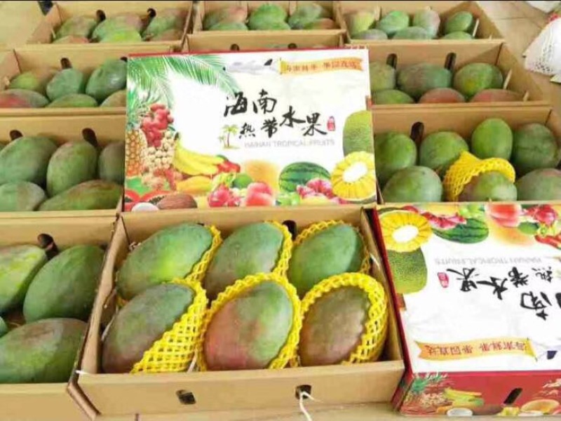 凯特芒10两以上