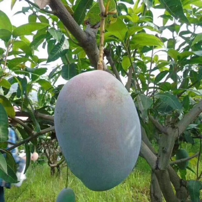 凯特芒10两以上
