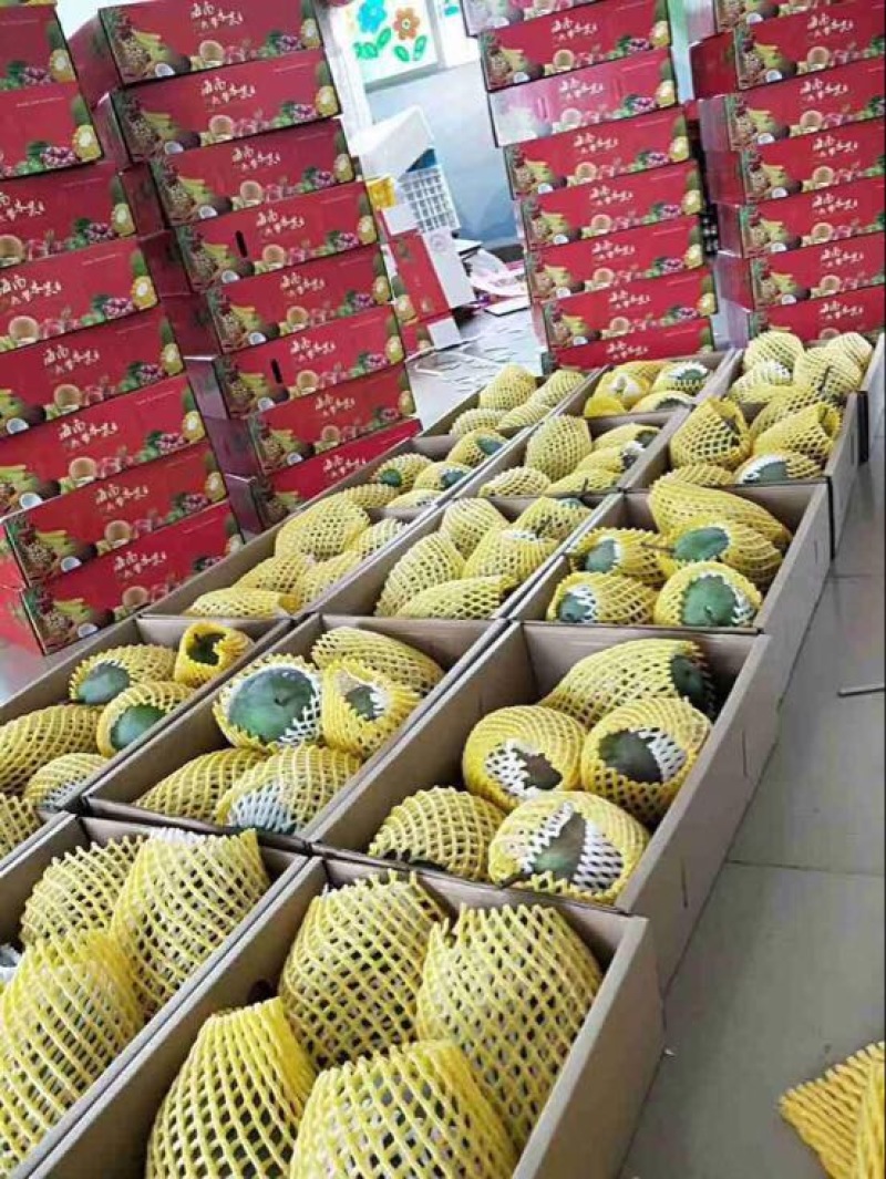 凯特芒10两以上