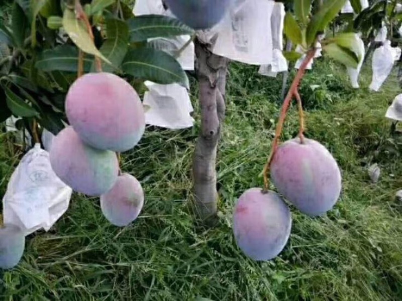 凯特芒10两以上