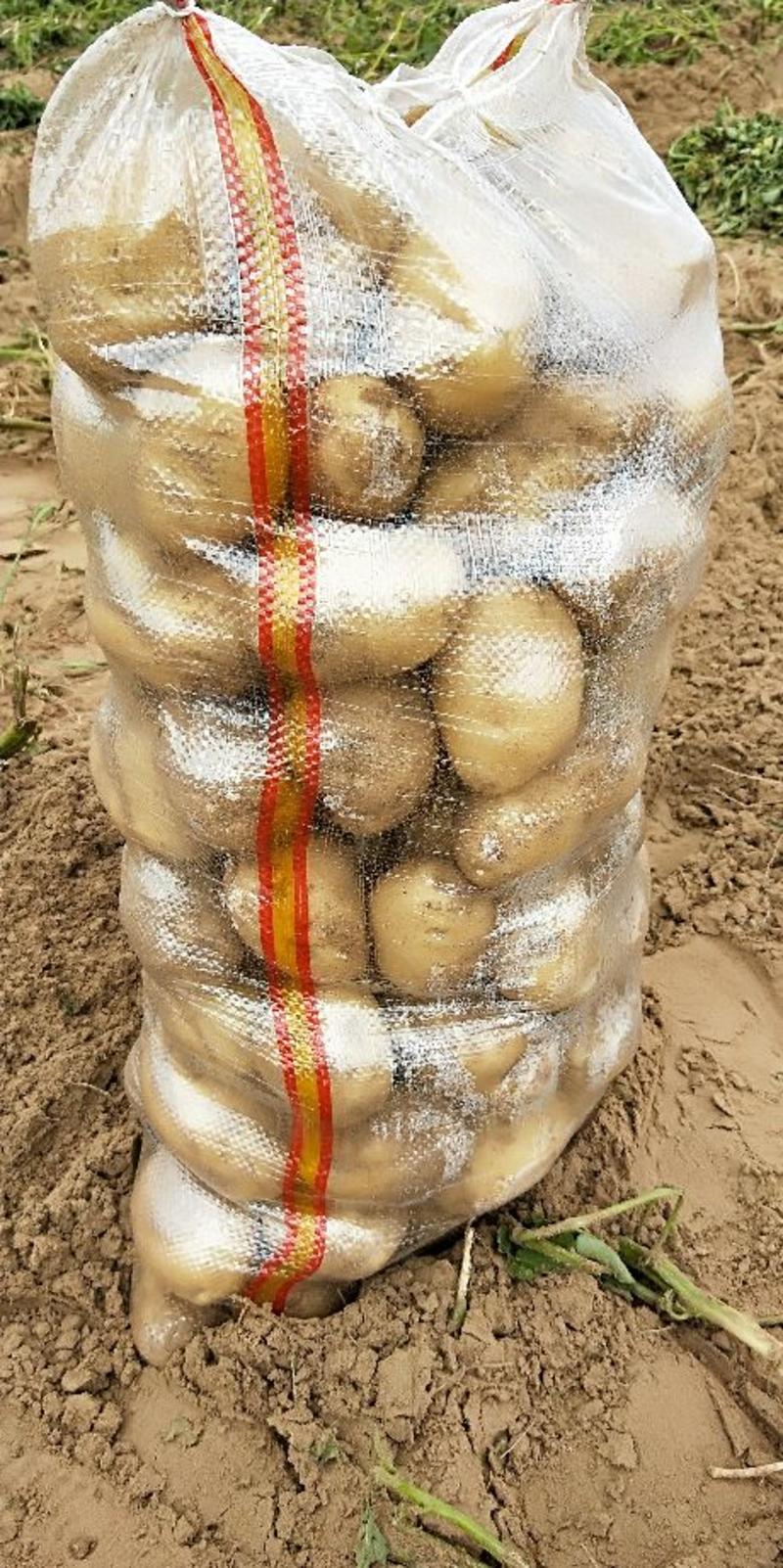 纯沙地土豆226陕北黄沙地基地货支持线上交易