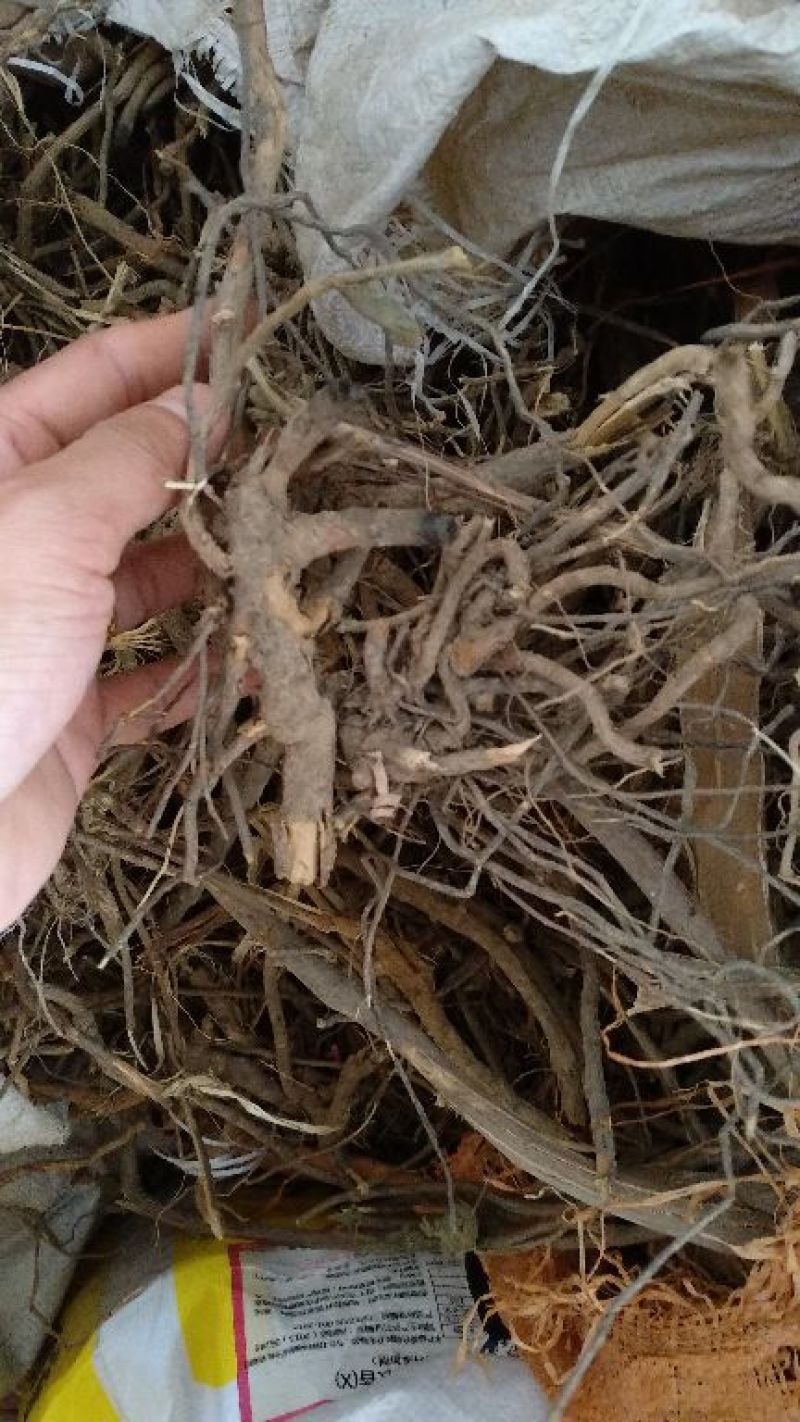 白面风/山白芷/白牛胆/乌脚鸡）