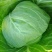 黄心白菜中甘21、秋绿上市口感好、适合长途运输
