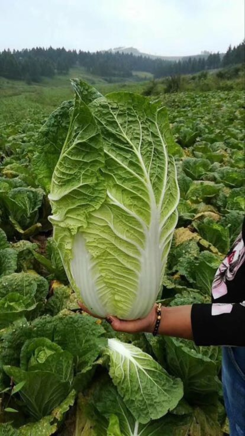 黄心白菜中甘21、秋绿上市口感好、适合长途运输