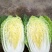 黄心白菜中甘21、秋绿上市口感好、适合长途运输