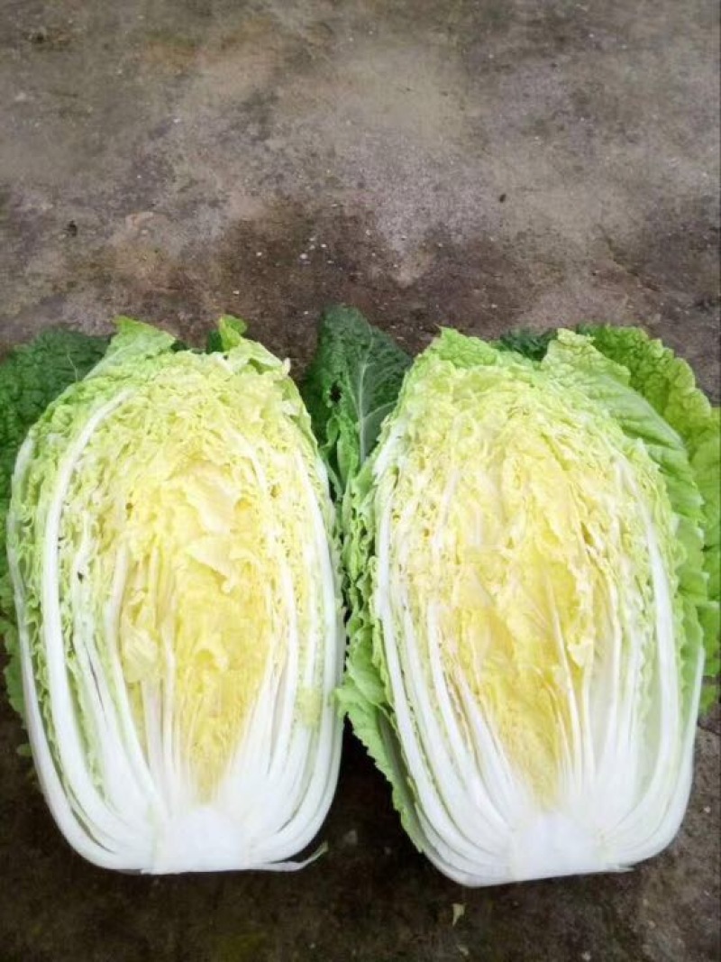 黄心白菜中甘21、秋绿上市口感好、适合长途运输