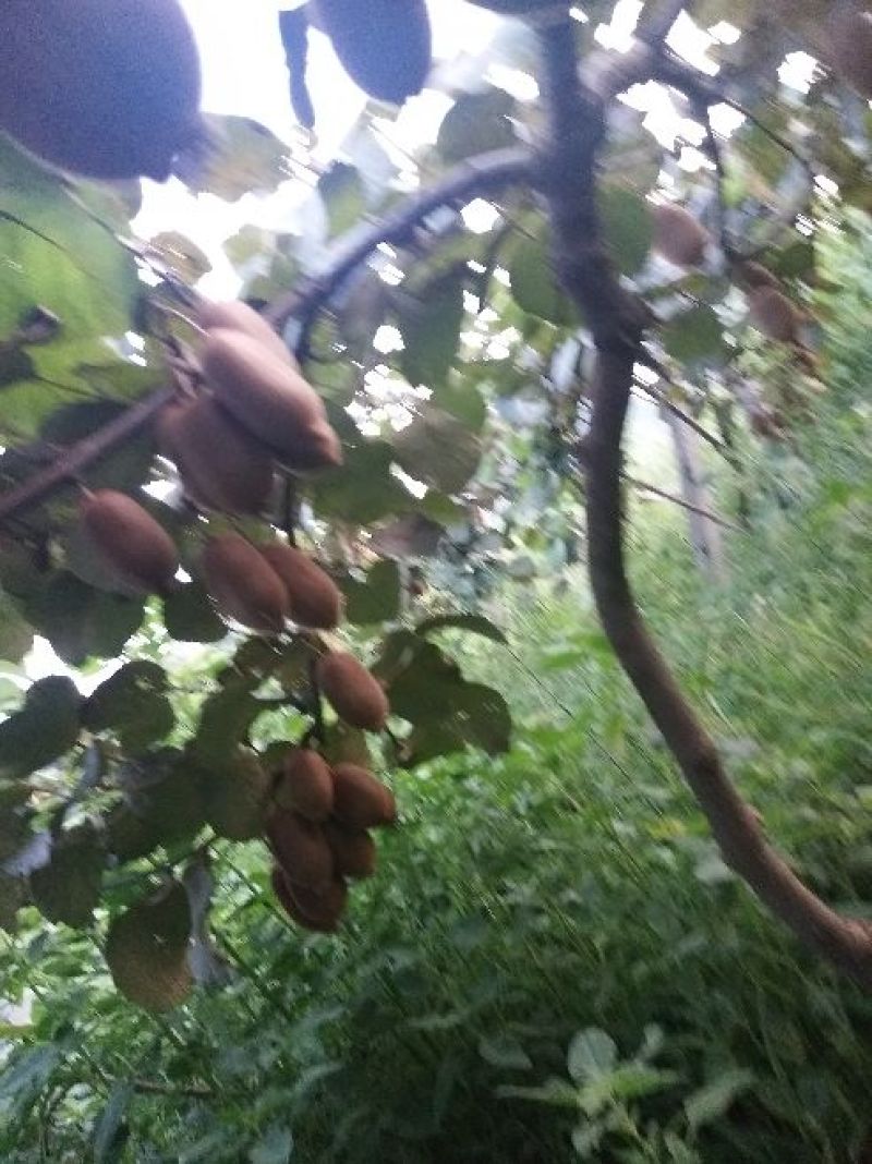 绿心猕猴桃