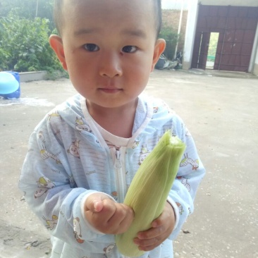 甜玉米
