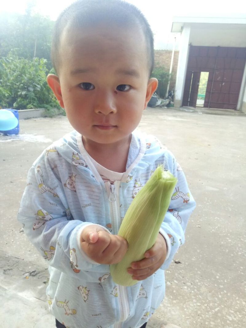 甜玉米