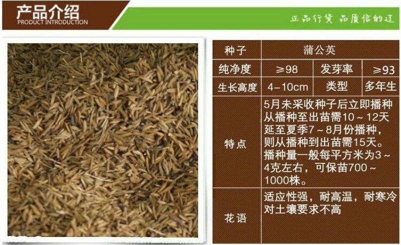 蒲公英种子婆婆丁种子