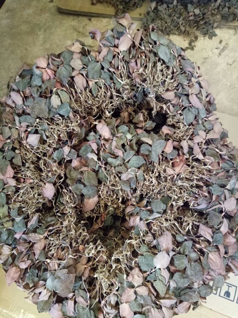 有10公斤，仿野生种植1年以上的金线莲干品！