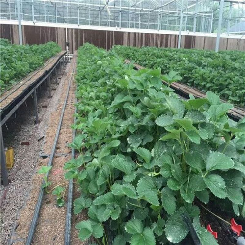 白草莓苗/白草莓品种介绍/白草莓苗价格多少钱