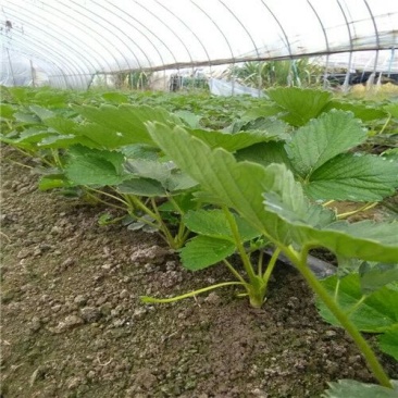 白草莓苗/白草莓品种介绍/白草莓苗价格多少钱