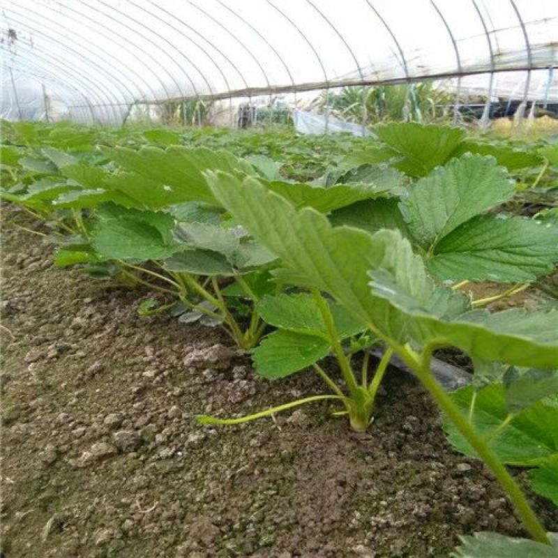 白草莓苗/白草莓品种介绍/白草莓苗价格多少钱
