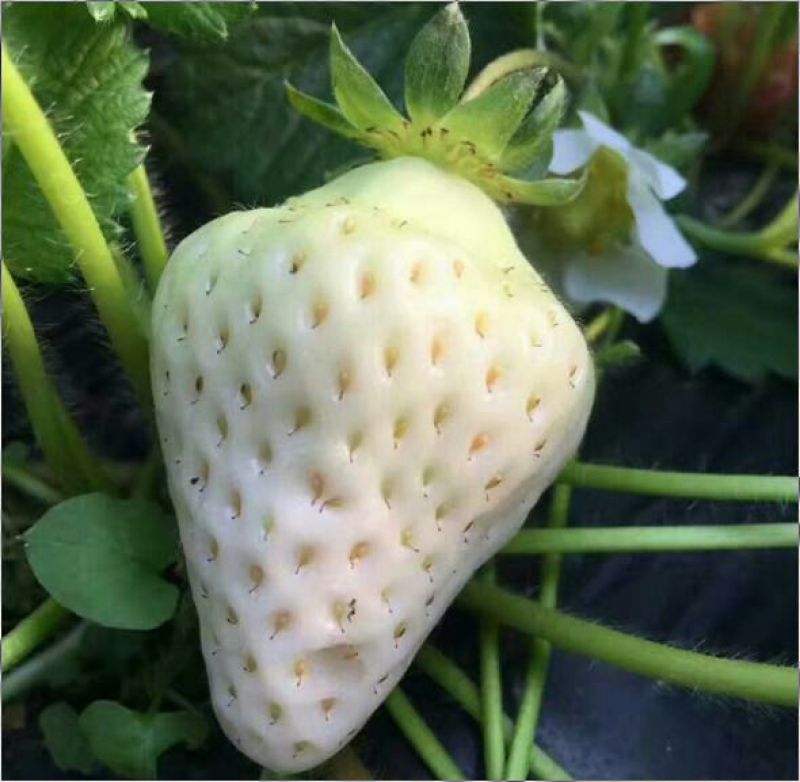 白草莓苗/白草莓品种介绍/白草莓苗价格多少钱