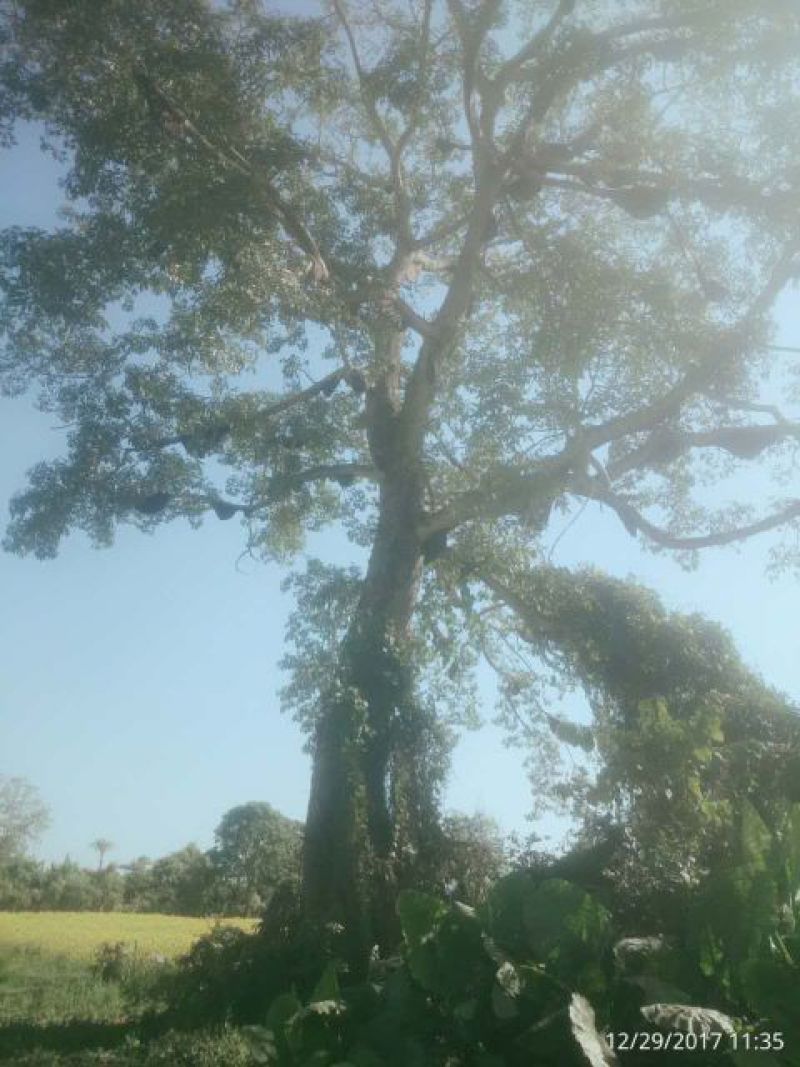 中蜂蜜
