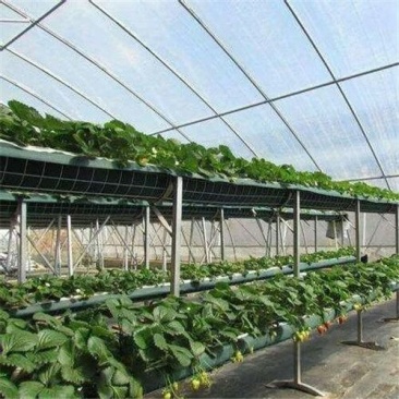 白雪公主草莓苗/白雪公主草莓品种介绍/白雪公主草莓苗价格