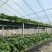 白雪公主草莓苗/白雪公主草莓品种介绍/白雪公主草莓苗价格