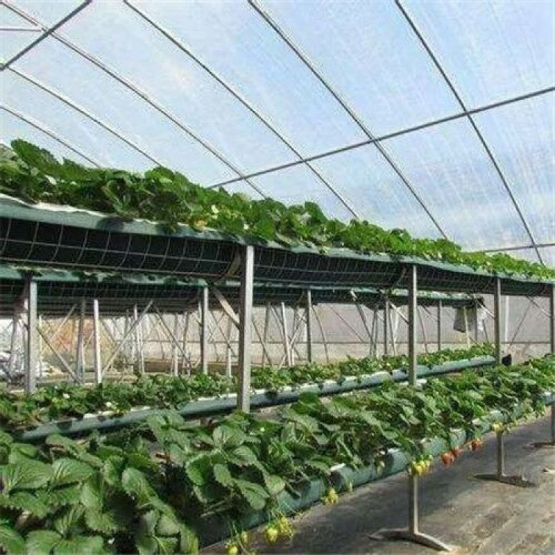 白雪公主草莓苗/白雪公主草莓品种介绍/白雪公主草莓苗价格