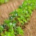 白雪公主草莓苗/白雪公主草莓品种介绍/白雪公主草莓苗价格