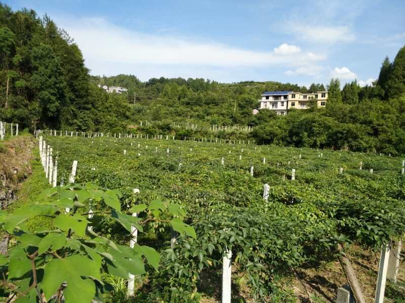 八月瓜(又名：中华圣果