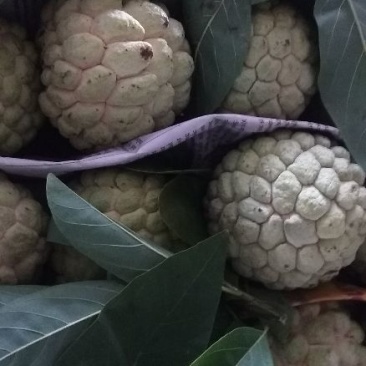 释迦果